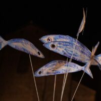 sardine
