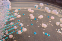 Fungo Candida Auris