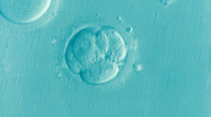 dna pelle embrione