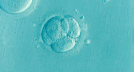 dna pelle embrione