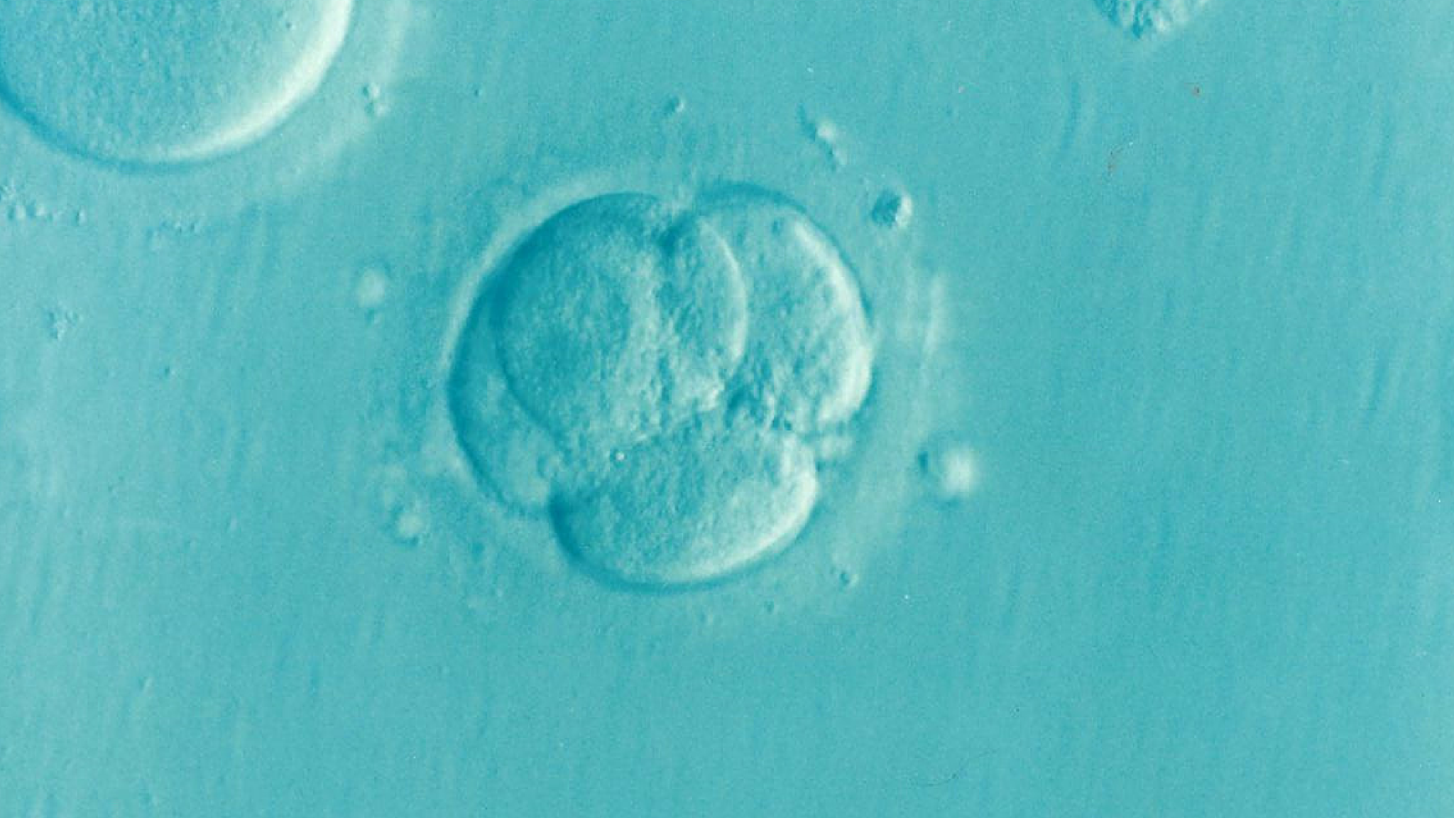 dna pelle embrione