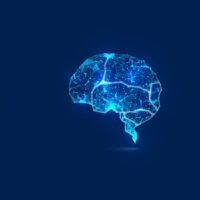 Brain