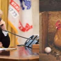 trump uova