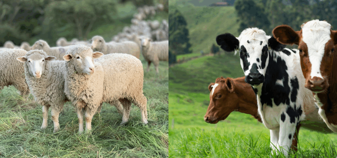 impatto carne formaggi ambiente