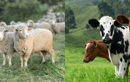 impatto carne formaggi ambiente