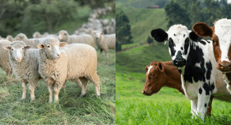 impatto carne formaggi ambiente