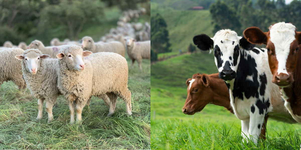 impatto carne formaggi ambiente