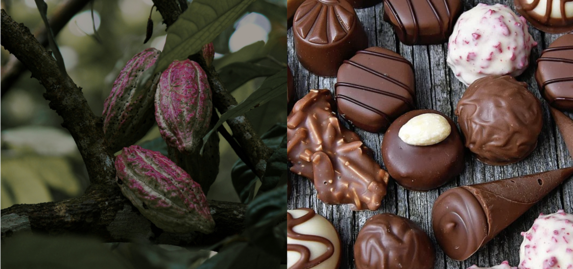 prezzi cacao cioccolato