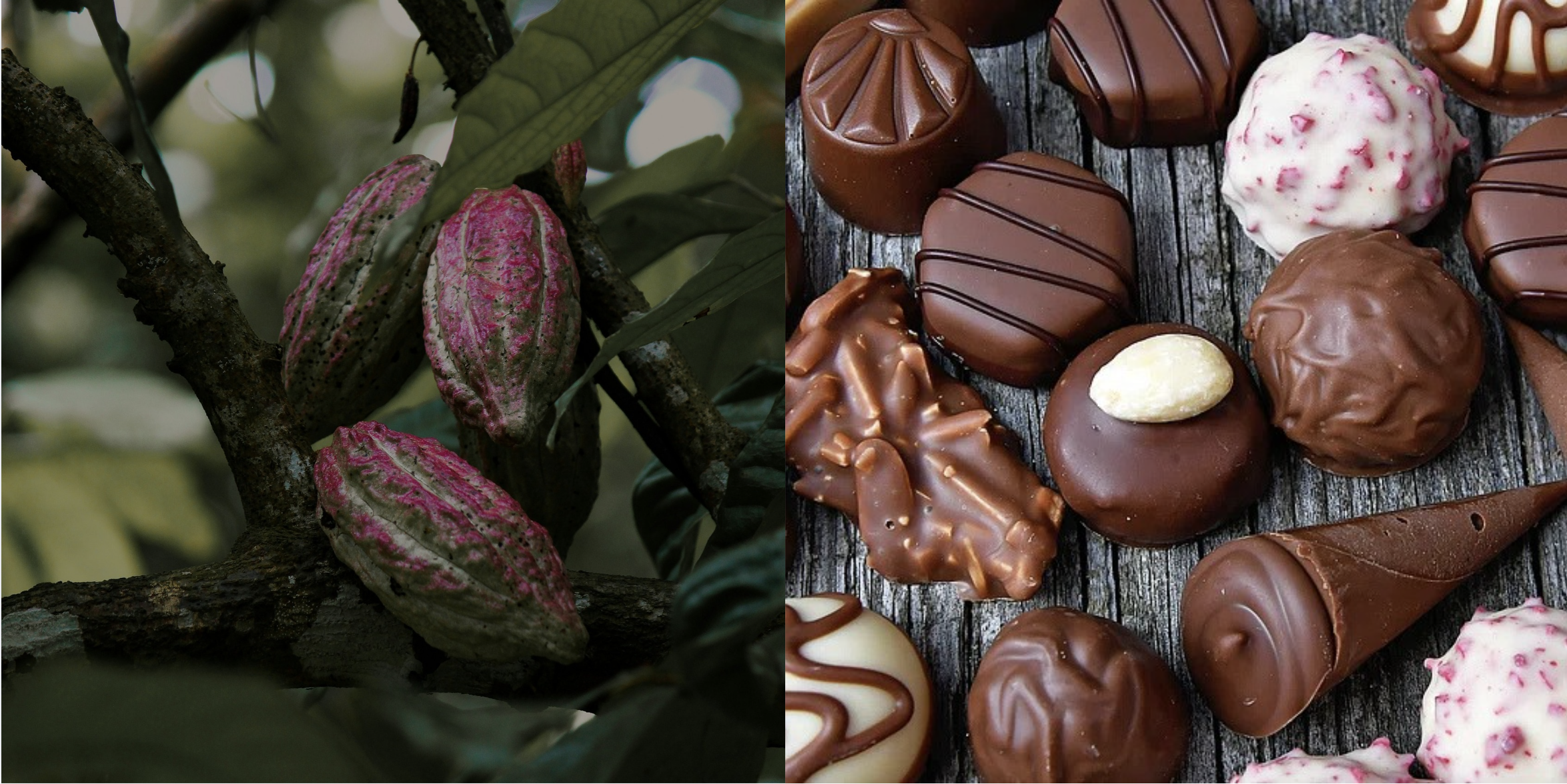 prezzi cacao cioccolato