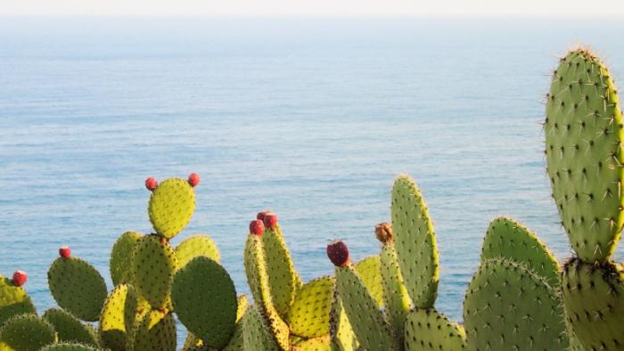 biogas cactus