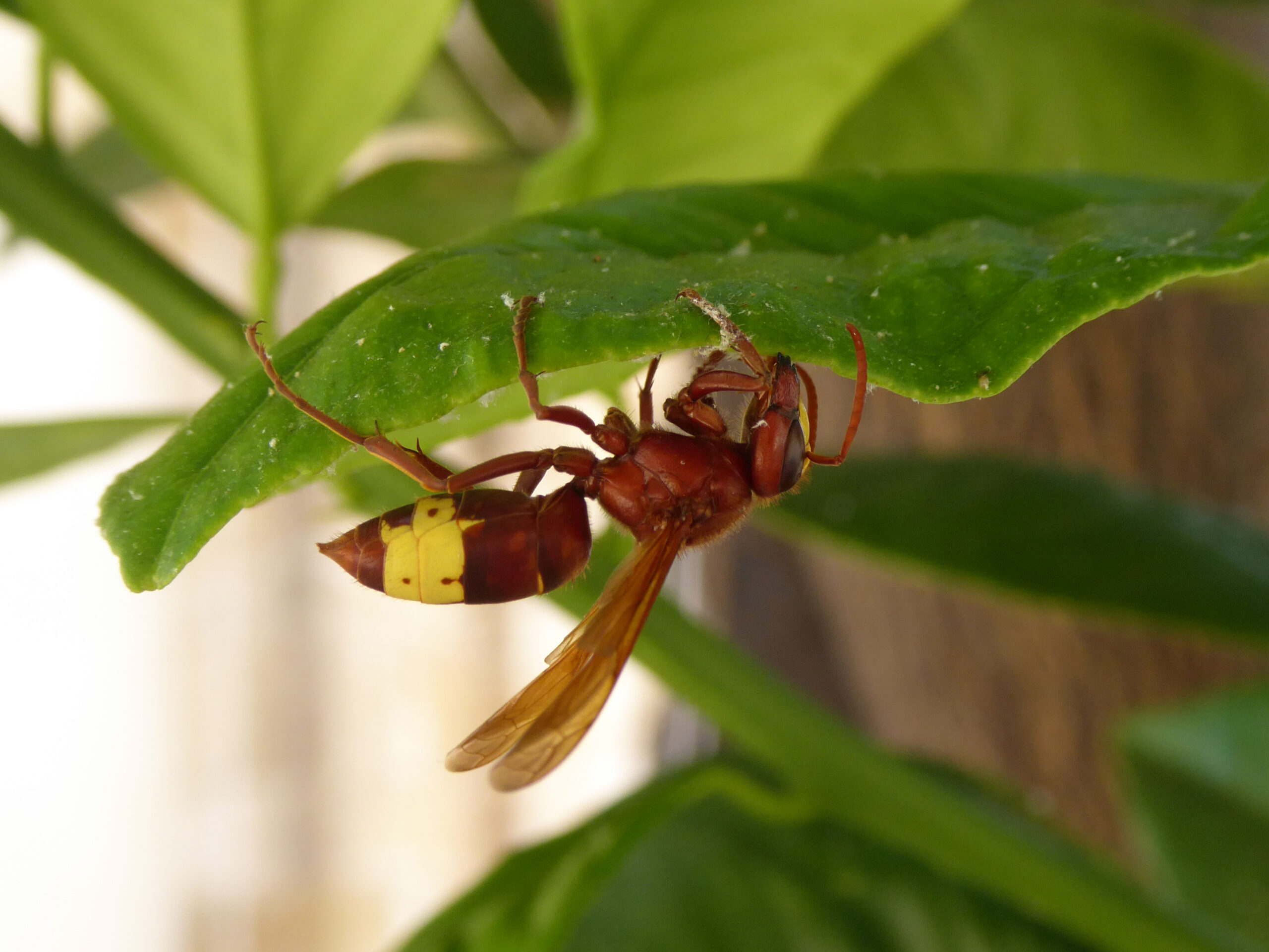 Vespa orientalis