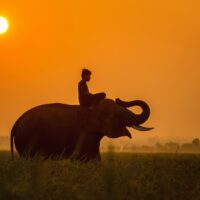 Africa