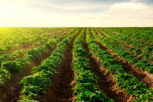 Agricoltura