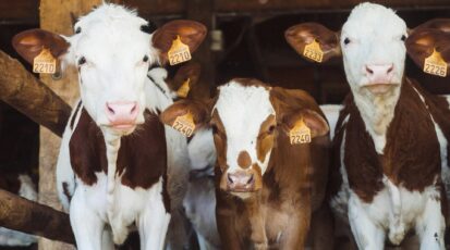 antibiotici allevamenti