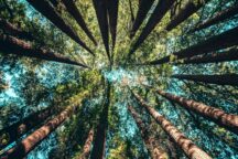 Alberi Geneticamente Modificati