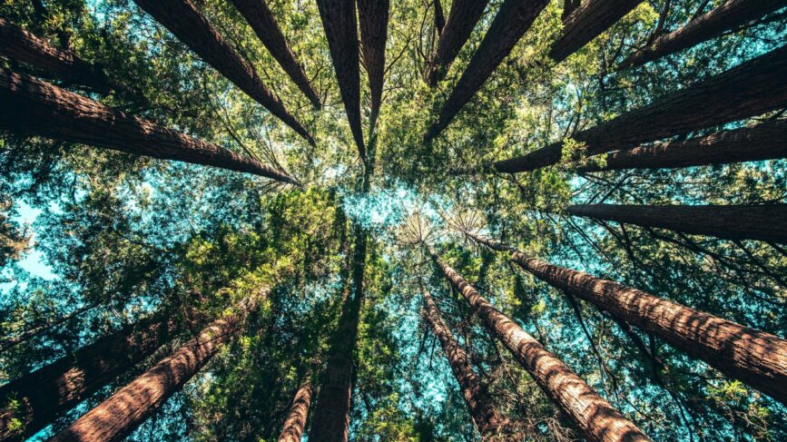 Alberi Geneticamente Modificati