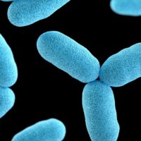 intestino alzheimer