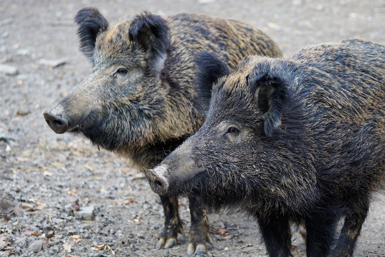 Swine fever, all the latest news