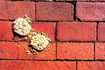 Cookie Wall