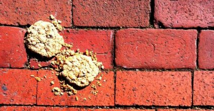 Cookie Wall