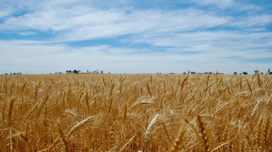 Grano Ucraina