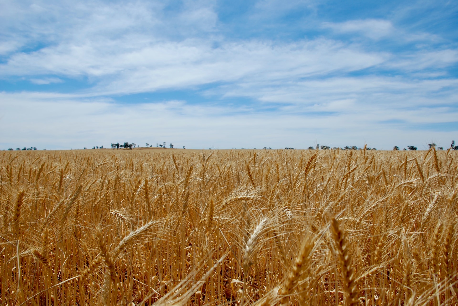 Ukraine fears for grain harvest. Wsj report