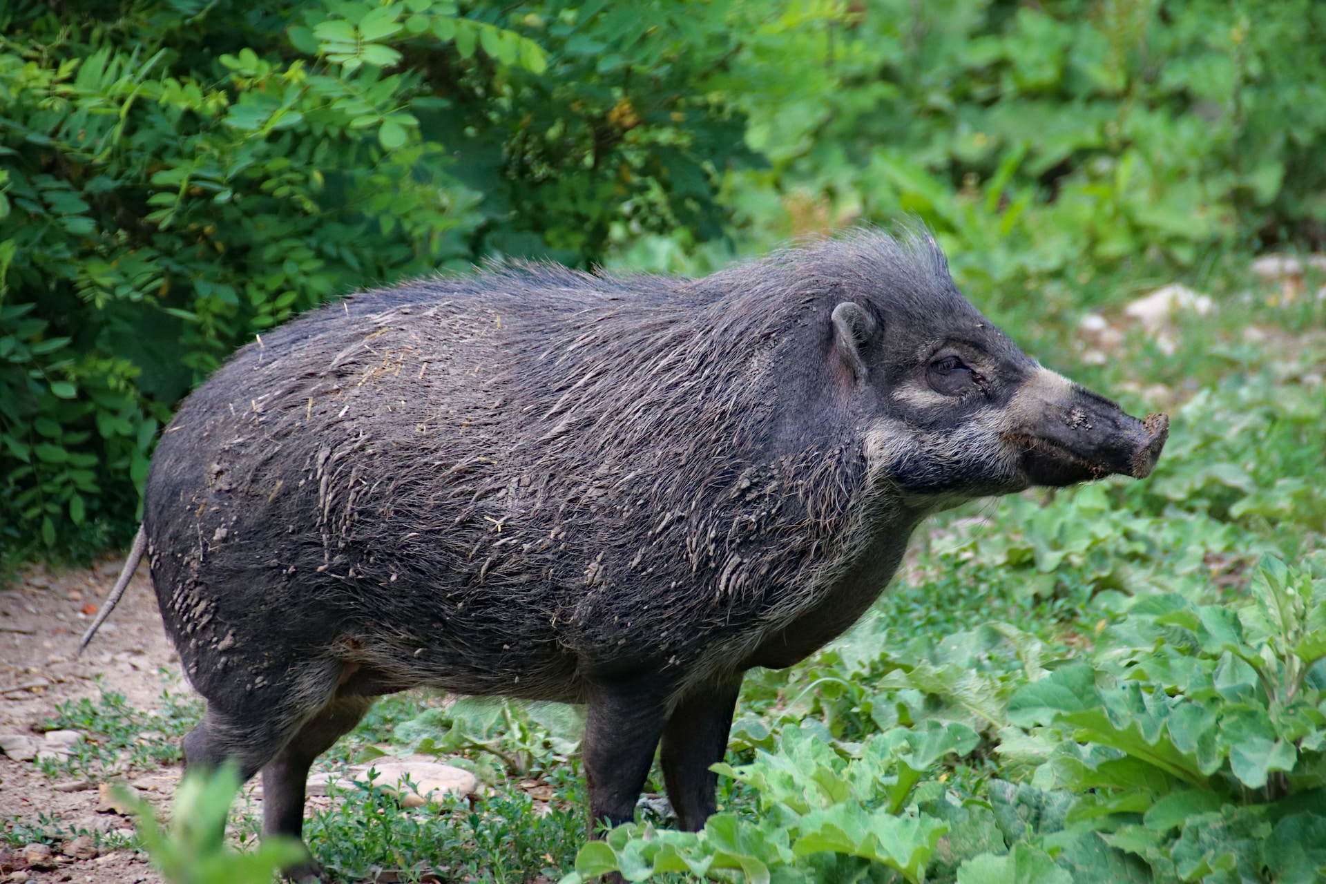 Numbers and alarms on swine fever in Italy