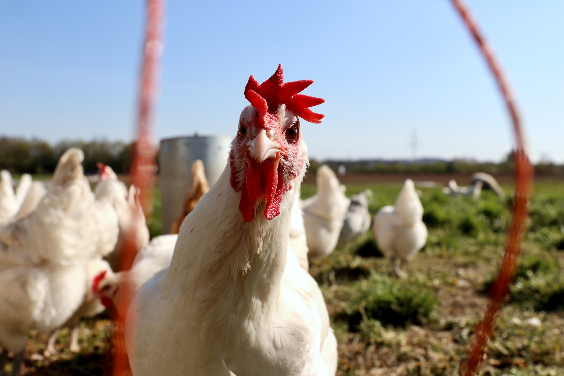 The bird flu virus is mutating, here's how and what it means