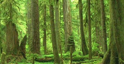 Apple Impegnata Nella Protezione Delle Foreste