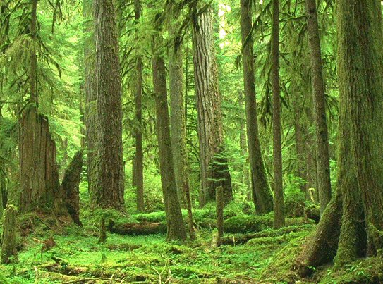 Apple impegnata nella protezione delle foreste