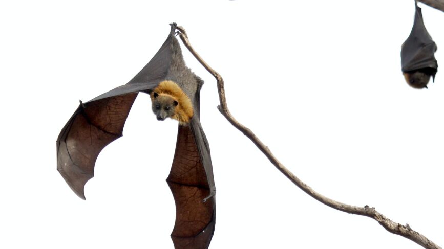 Virus Pipistrello Lombardia