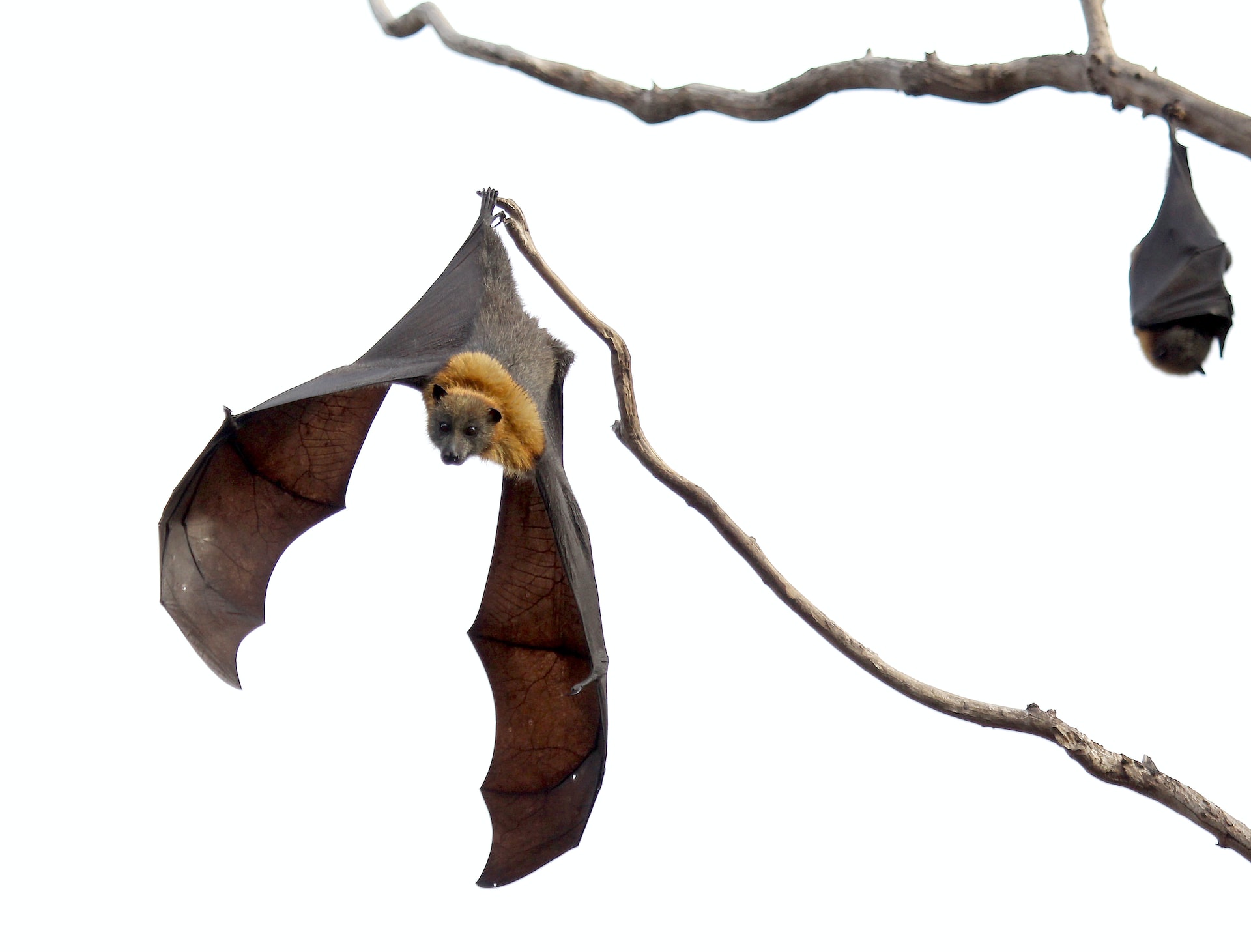 virus pipistrello lombardia