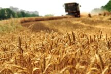Grano Ucraino