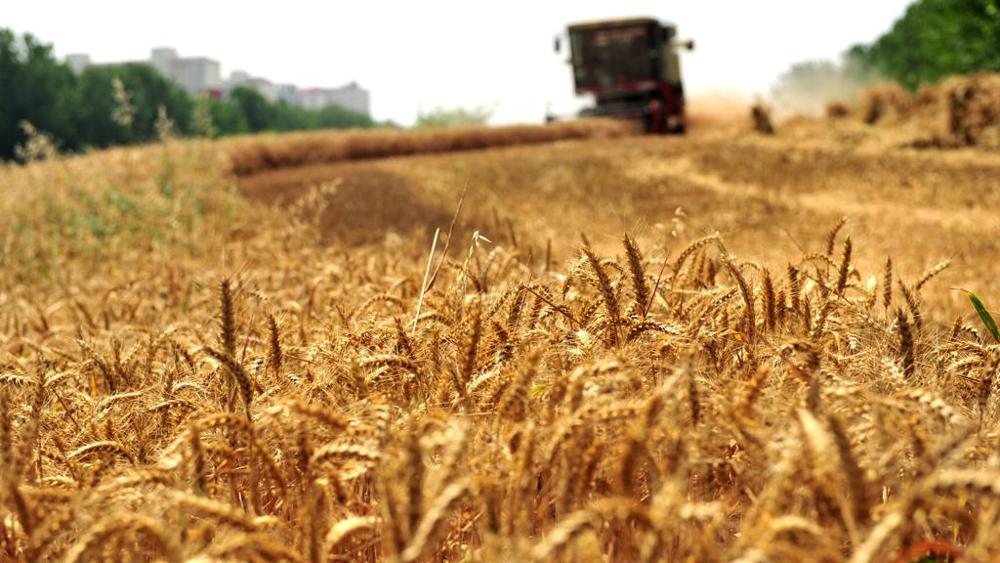 Will the floods in Canada raise the price of pasta?