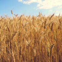grano ucraino