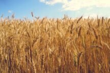 Grano Ucraino