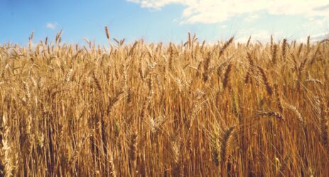 grano ucraino