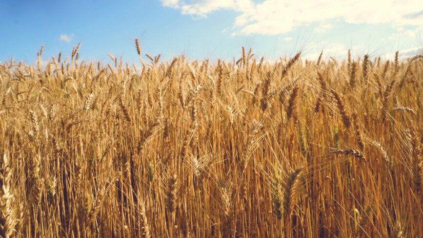 Grano Ucraino