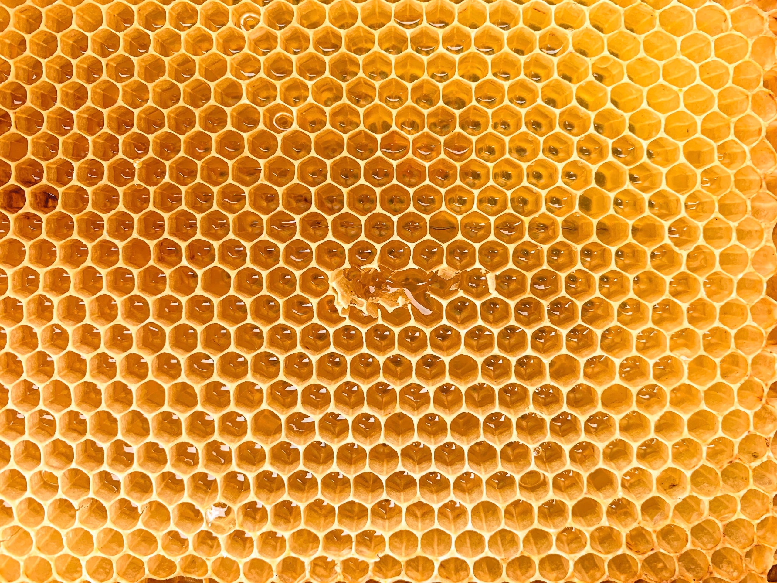 Honey, the boom in the United States and the difficulty of producing it in Italy