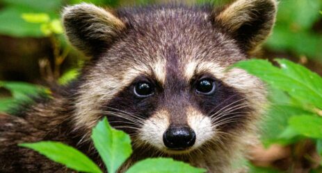pandemia animali da pelliccia