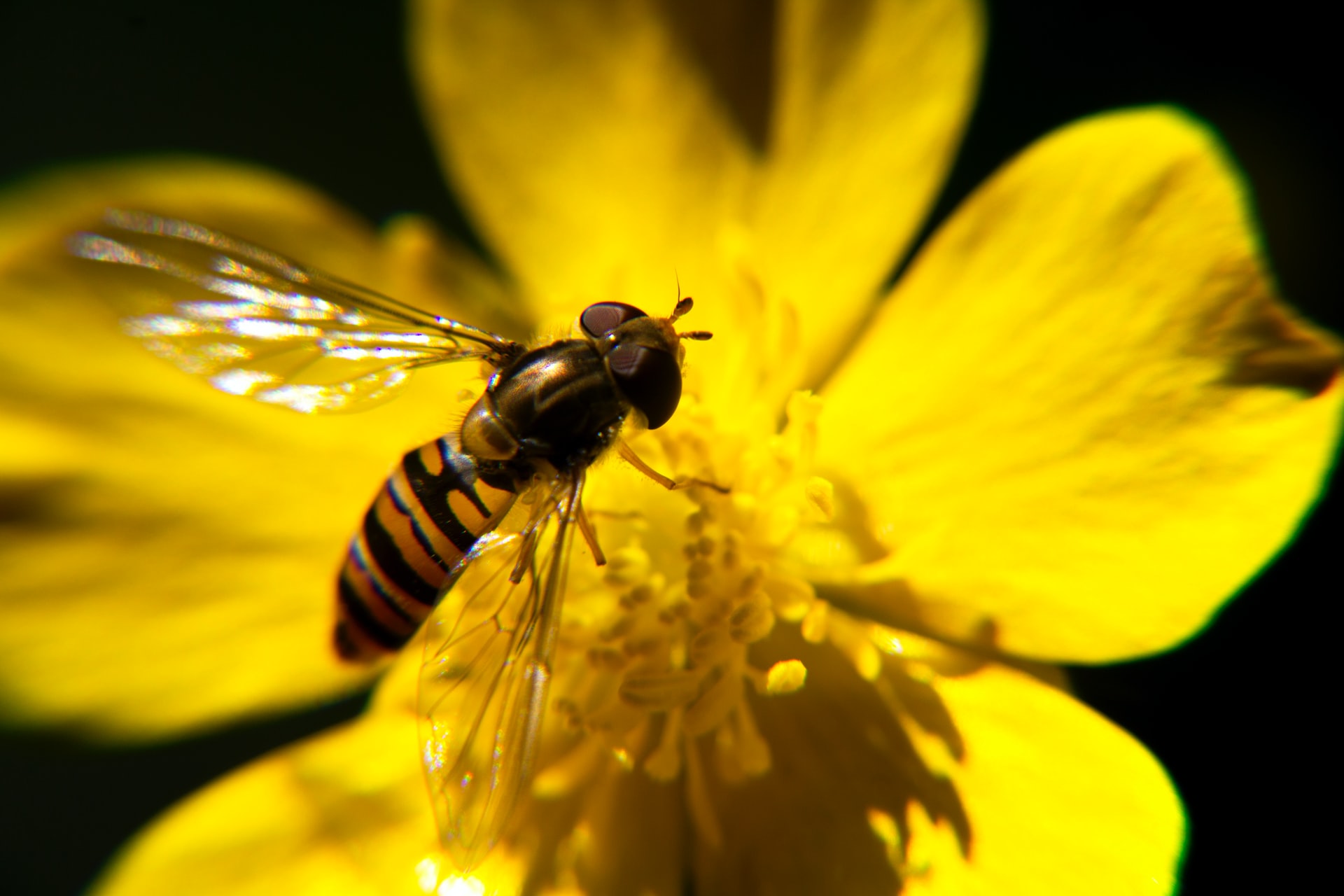 perdita biodiversità