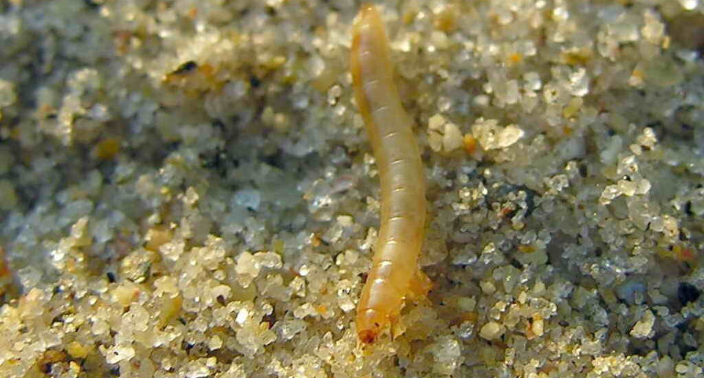 Larva Farina