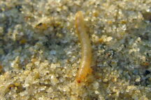 Larva Farina
