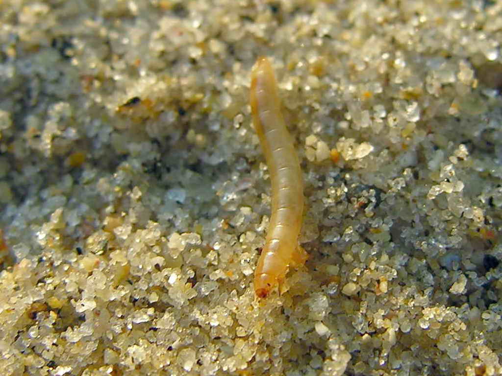 larva farina