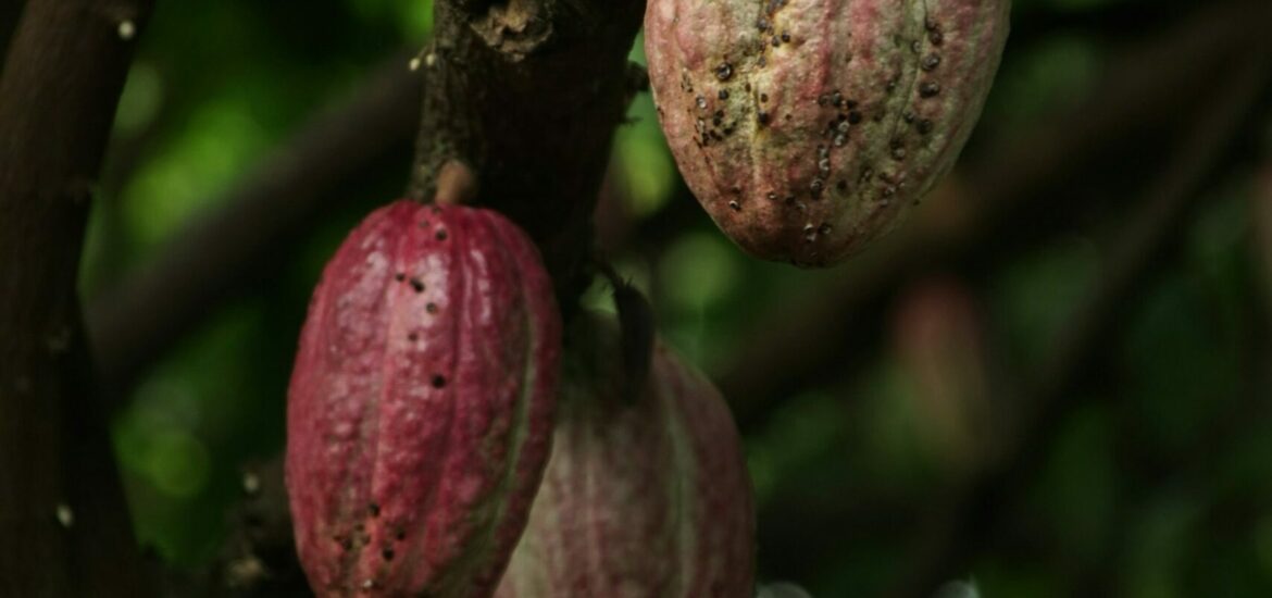 cacao