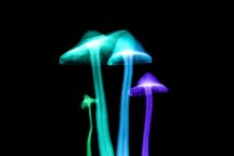 Lsd Mdma Antidepressivi