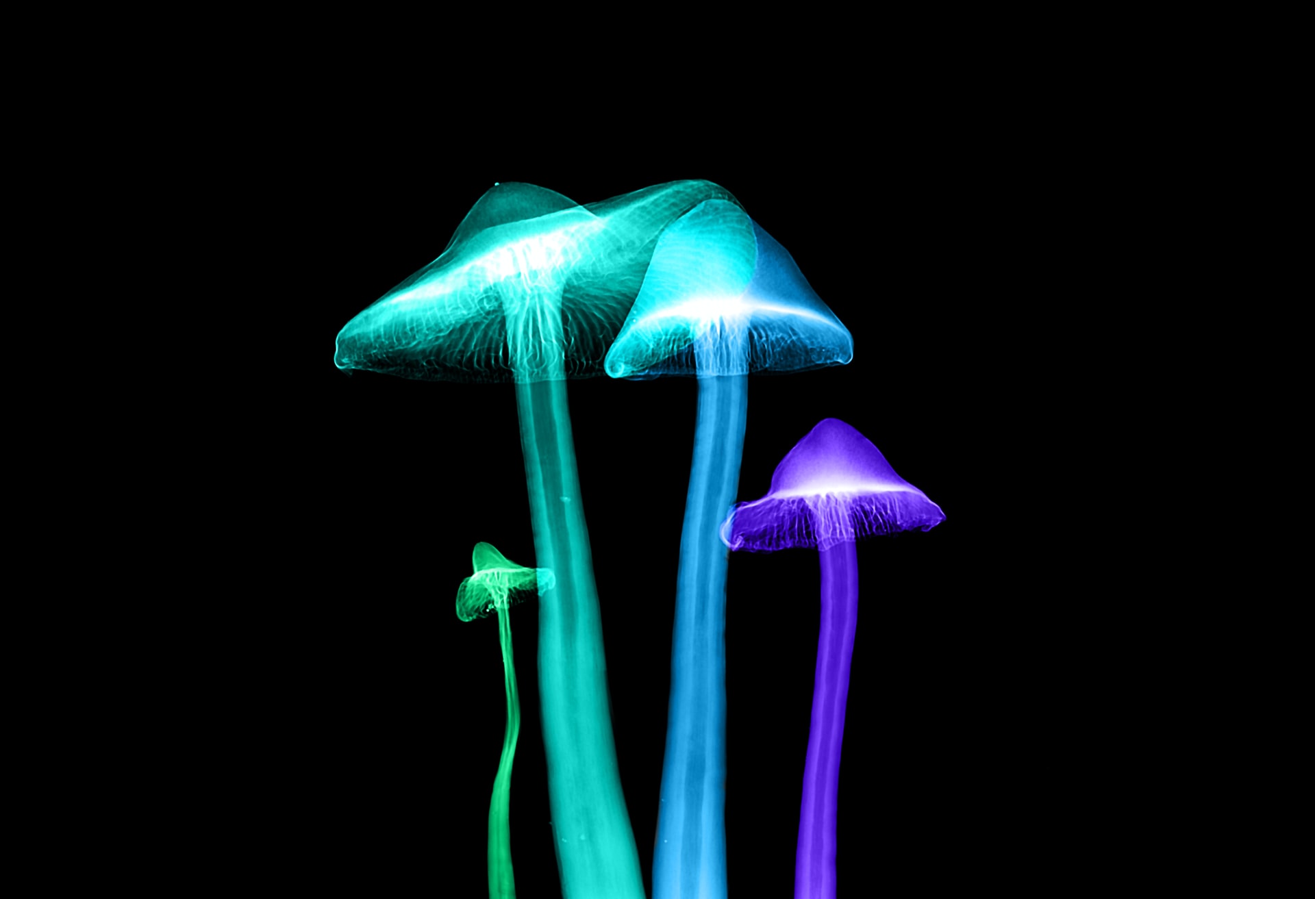 Will LSD, MDMA, Ketamine and Hallucinogenic Mushrooms Become the New Antidepressants?