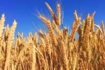 Grano Ucraina