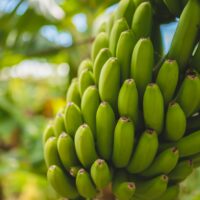 banane costa rica
