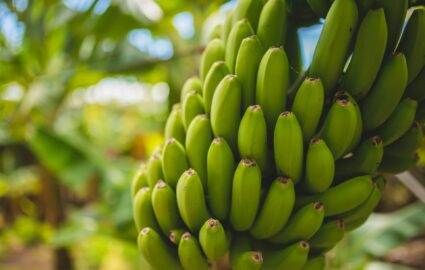 banane costa rica